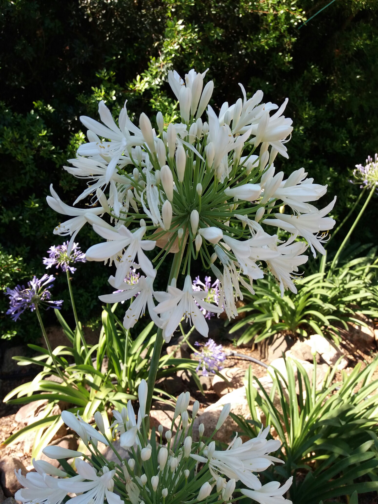 20200622_Agapanthus.jpg