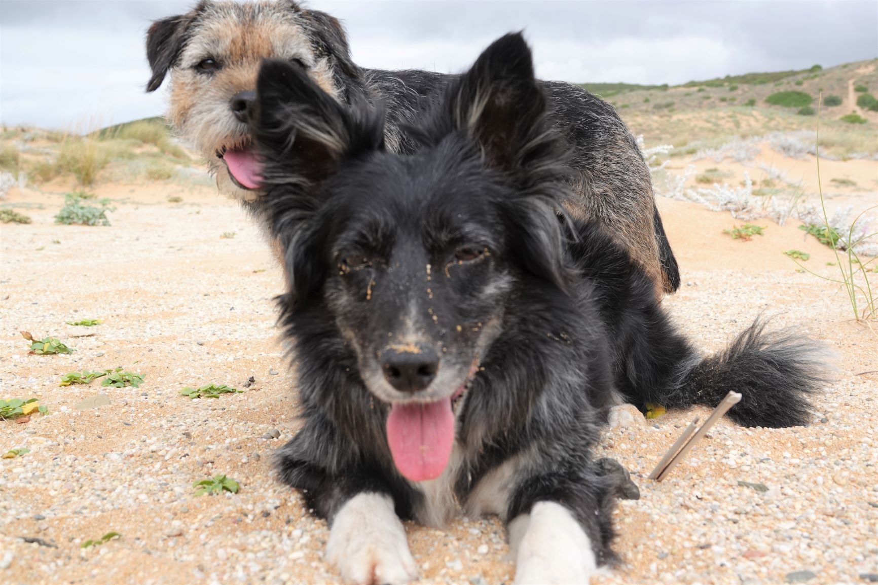 Bella und Gino in Erwartung