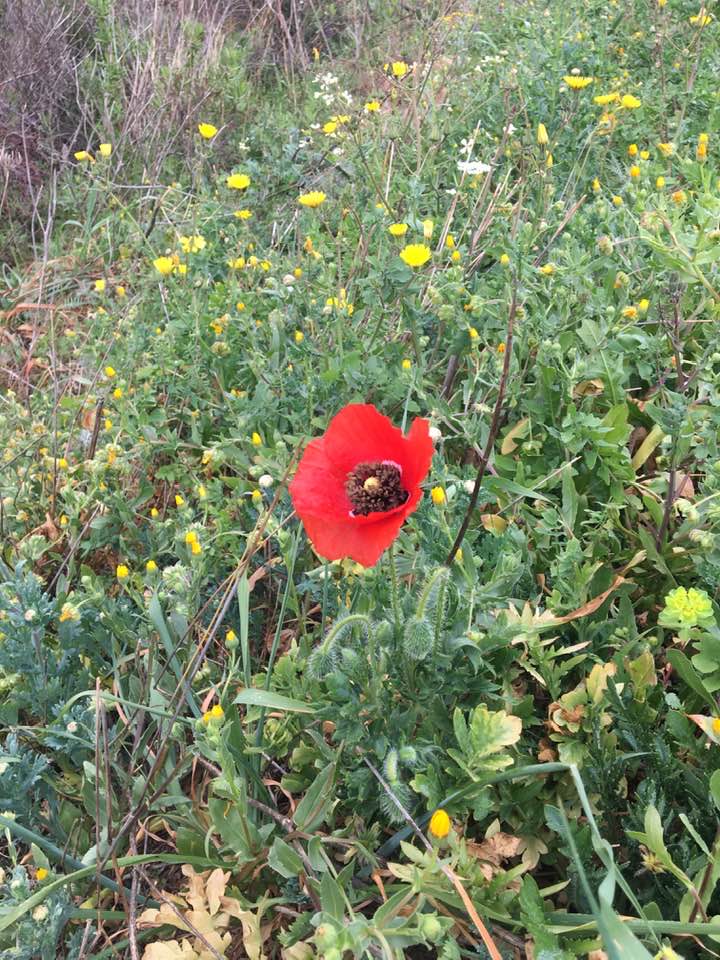 Der erste Mohn in diesem Frühling.jpg