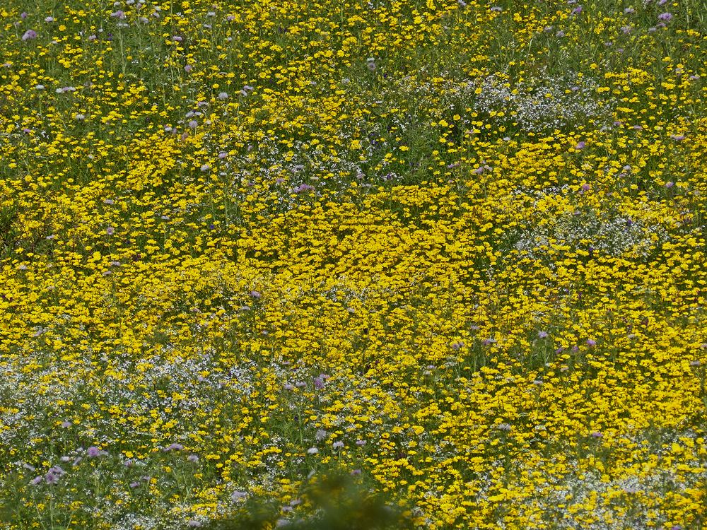 2018 Sardinien April 054 gelbe Margeriten.JPG