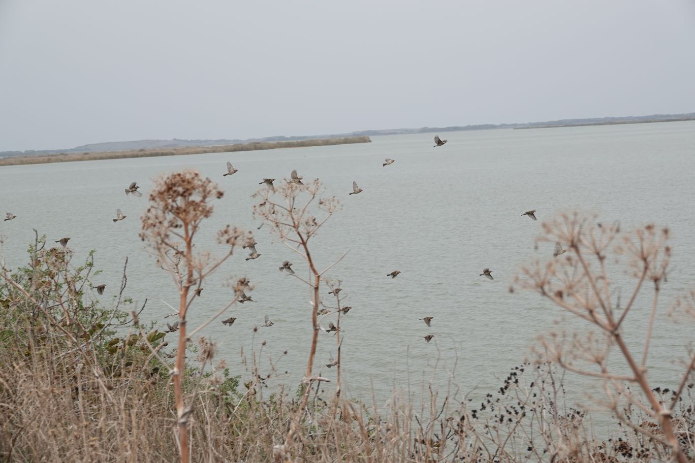 Diese kleinen. Erst machen sie Krach, unterhalten sich lautstark. Dann absolute Stille, sobal man in ihrer Nähe ist und kommt man zu nah fliege sie auf Kommando weg.