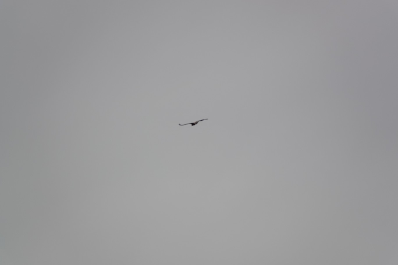 Sie machten mir nicht den Gefallen