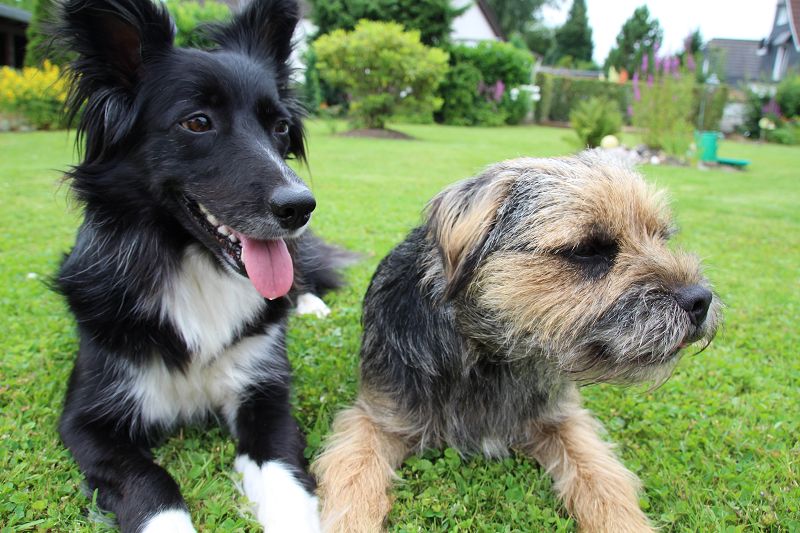 Zusammen mit Gino con Piacere, unserem Border Terrier