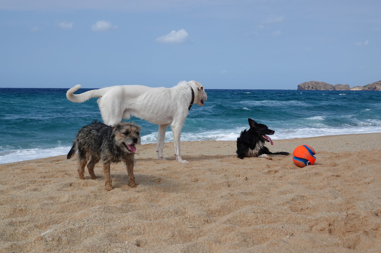 Bella, Gino und Sardi sind mit der Veröffentlichung einverstanden :). Für so viel toben können machen sie gerne Werbung....