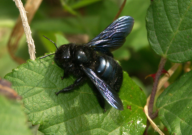 Xylocopa_iris.jpg