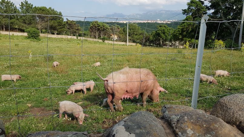 03 Il Muto di Gallura 4.jpg