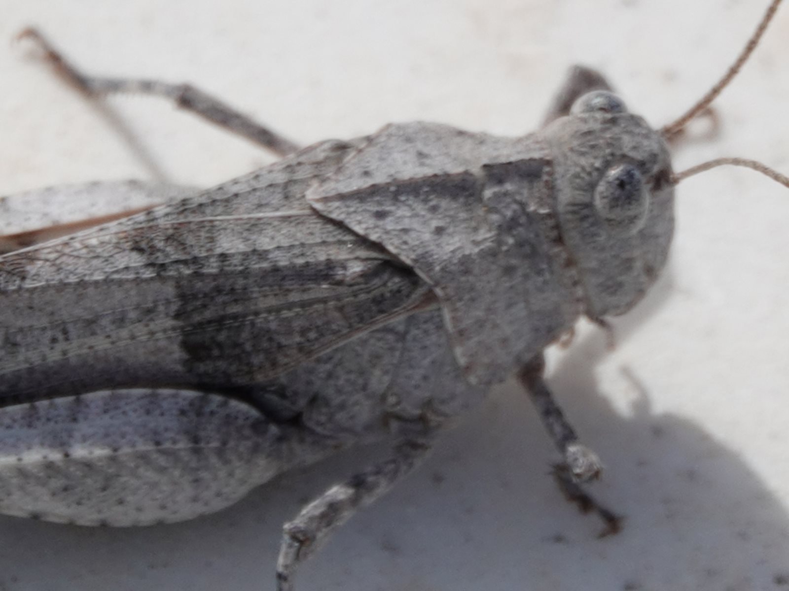 Ob sie zur Speisekarte des Geckos gehört? Glaub ich eher nicht