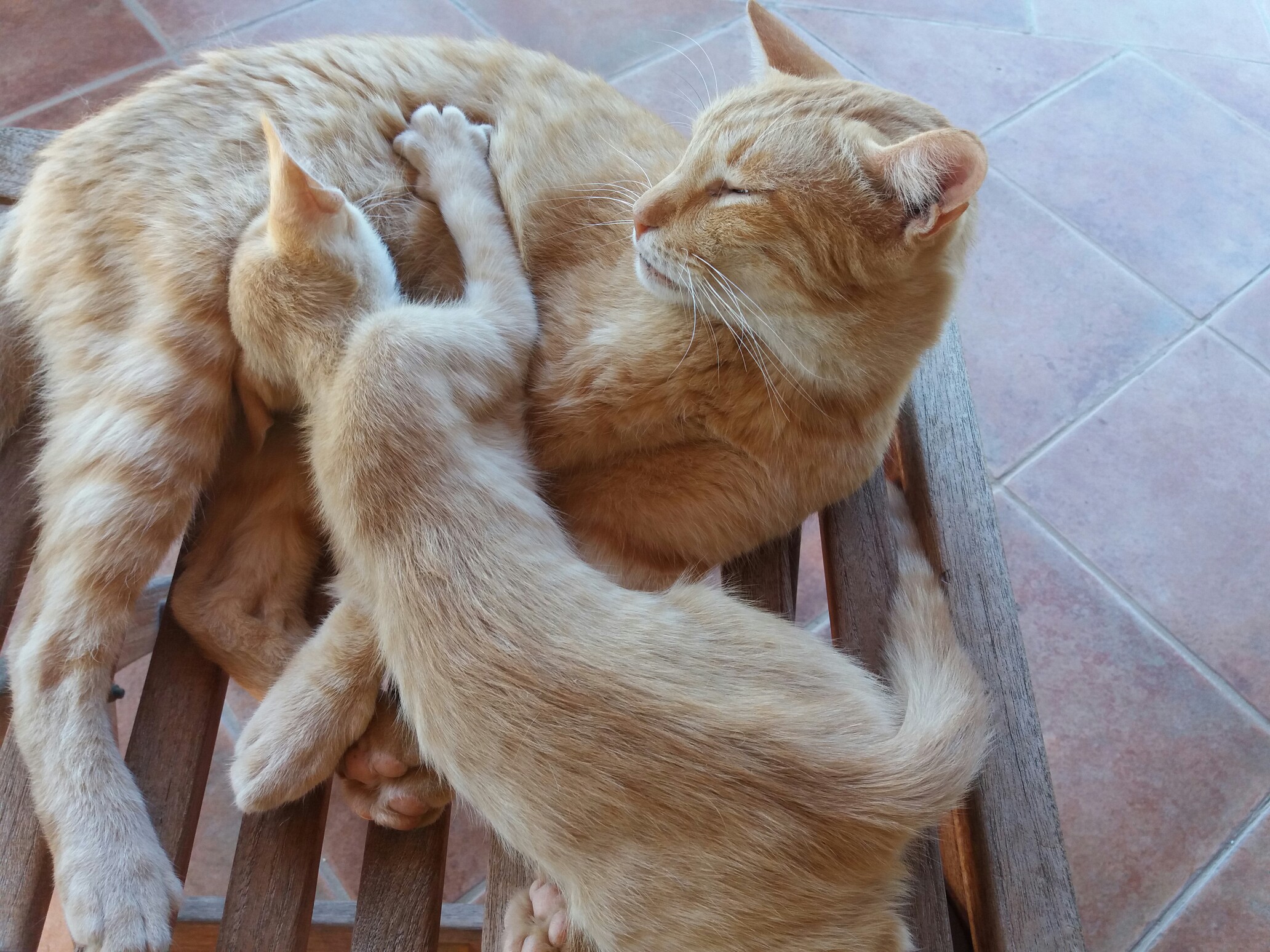 bei mir gibt's keine Milch - bin ein Kater.jpg